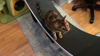 A special Message to  @Tommy and Cinnamon 😸 by Henry the Bengal 6,045 views 1 year ago 1 minute, 11 seconds