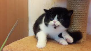 AMFION'S YAHOO экзотический котенок, мальчик, продажа. AMFION'S YAHOO экзотический котенок, мальчик, продажа.