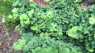 Ginkgo biloba 'Troll' jinan dvoulaločný