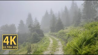 Misty Mountain Nature Walk 4K (With Ambient Nature Sounds And Music)