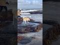 Seal Tries to Drag a Dog Into the Ocean 😳 #animalattack