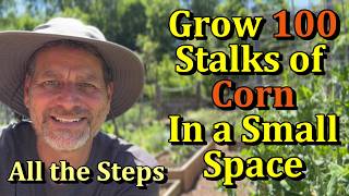 How to Grow 100 Corn Plants in a Small Garden Space (All the Steps)