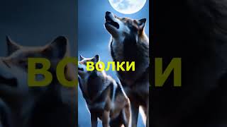 ТЫ АЛЕНЬКИЙ ЦВЕТОК В ГУСТОМ ЛЕСУ. ПУСТЬ ВОЛКИ ВОЮТ НОЧЬЮ НА ЛУНУ, - Я ИХ НЕ БОЮСЬ!!!  #disco  #dance