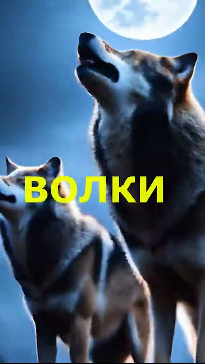 ТЫ АЛЕНЬКИЙ ЦВЕТОК В ГУСТОМ ЛЕСУ. ПУСТЬ ВОЛКИ ВОЮТ НОЧЬЮ НА ЛУНУ, - Я ИХ НЕ БОЮСЬ!!!  #disco  #dance