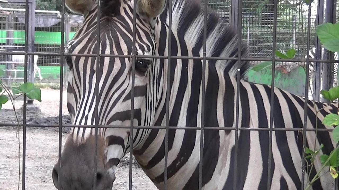 カメラが気になる❓愛らしいシマウマ🦓 Cute zebra #156【Cute animal