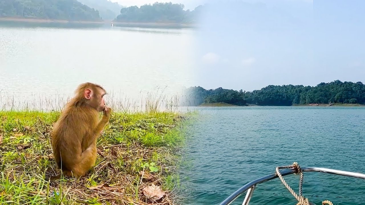 Monkey Kaka sat waiting for his dad to visit , looking so pitiful.