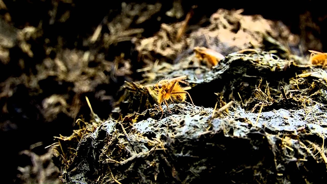 Vroege Vogels - Strontvliegen