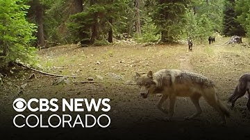 The future of the wolf reintroduction program in Colorado is in question