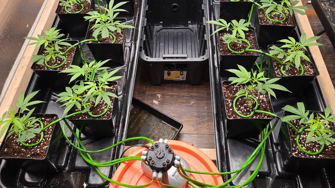 Simple DIY irrigation, 16 plant Kosher Kush run 