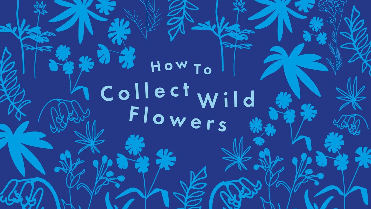 How to collect wild flowers - Video 1 for the Press and Print activity kit!
