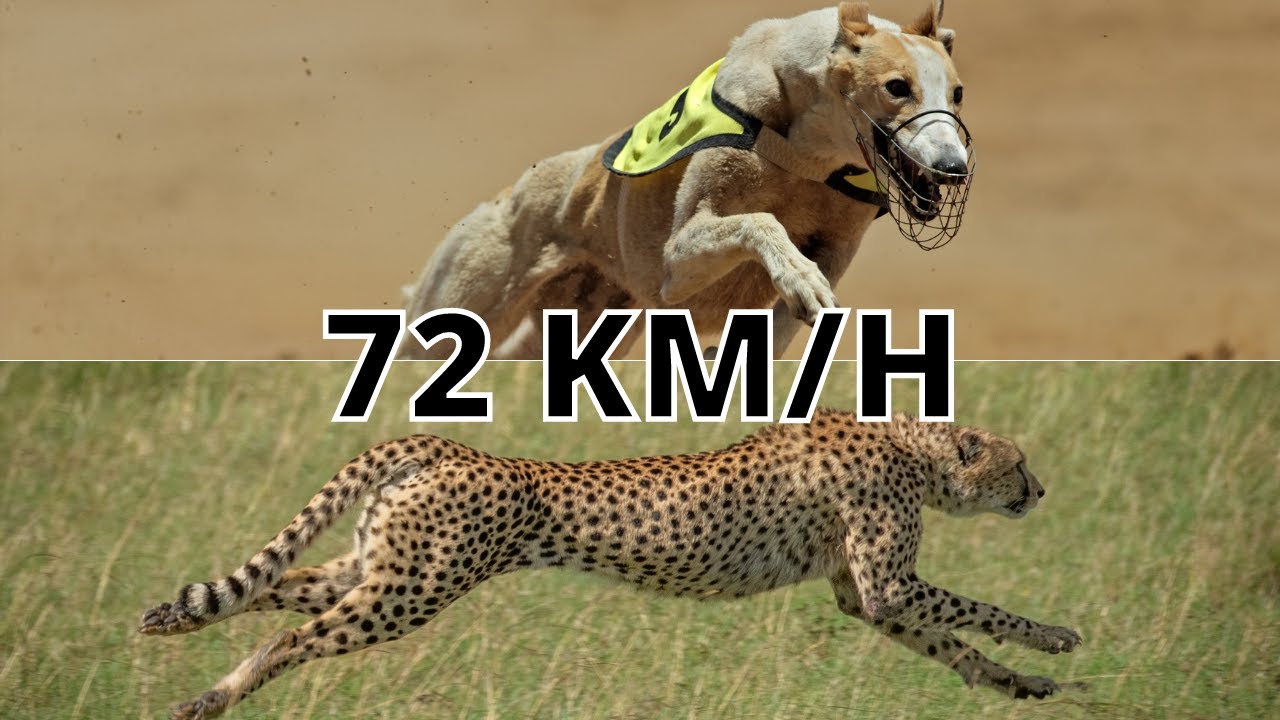 TOP 10 SNELSTE HONDEN TER WERELD!