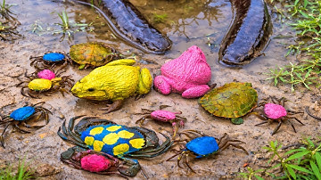 Bé gạo tv lái xe công nông khám phá trong quả trứng kì lạ, con ếch, con cua, ốc mượn hồn, rùa