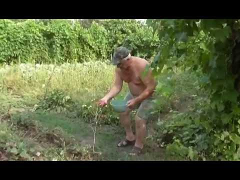 Собираем семена укропа