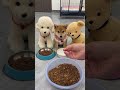 ごはんの量にショックを受けた柴犬 🐾