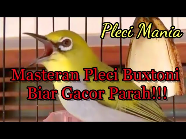 Masteran Pleci Buxtoni Biar Gacor Parah!!! class=