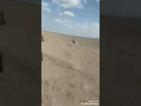 اجمل مقطع صيد غزلان حالات واتس الوصف لا تخجلوني