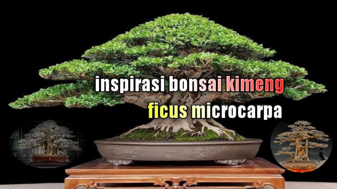bonsai kimeng,ficus microcarpa, inspirasi!!!!ficusinspirasibonsai