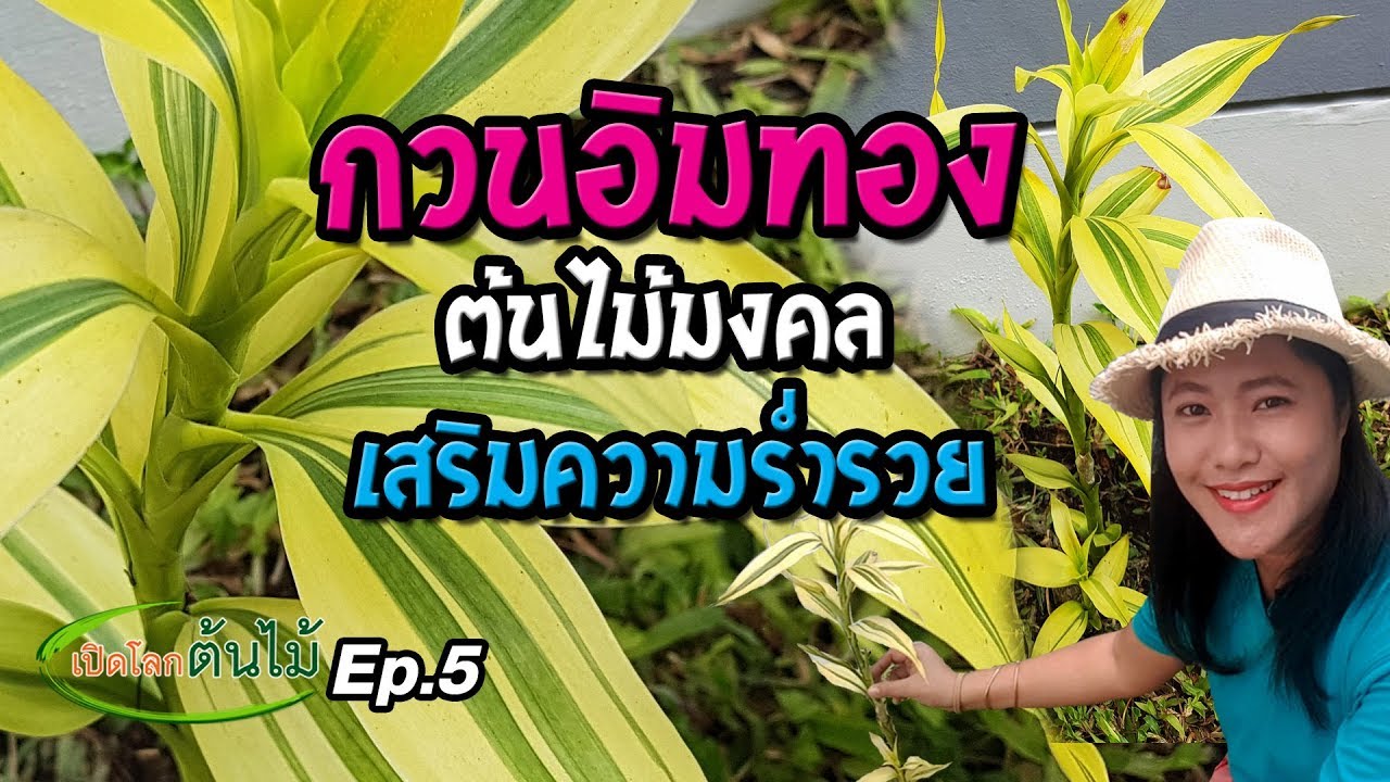 กวนอิมทอง ต้นไม้มงคล เสริมความร่ำรวย|เปิดโลกต้นไม้ Ep.5| Aranya Channel