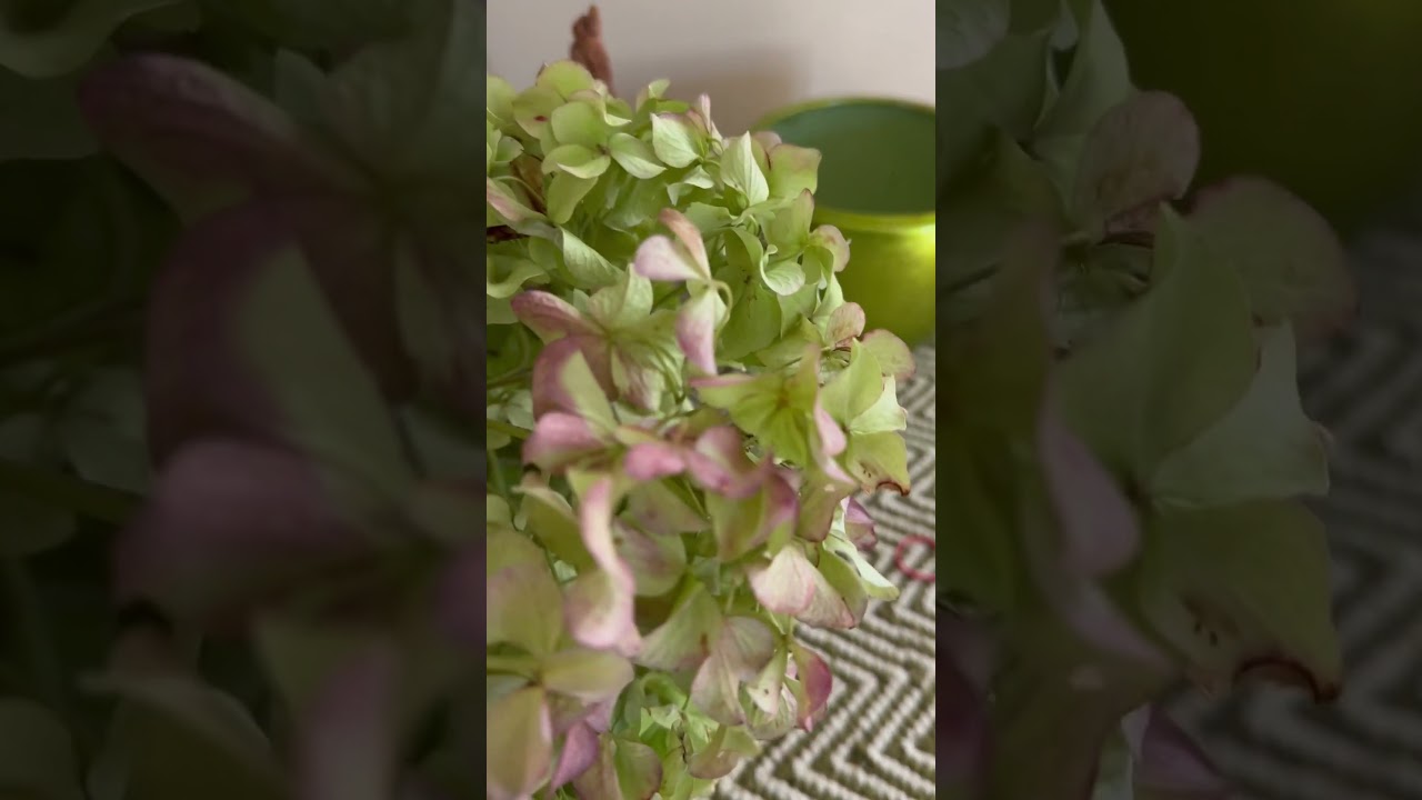 S053 Lovely & easy Mophead Hydrangea flowers arrangement! Dry & Color keeping 