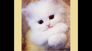 Cute Kittens videos  Funny And Cute KITTEN Compilation 2018