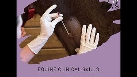 CEVS Skills: How to Place an Equine IV Catheter