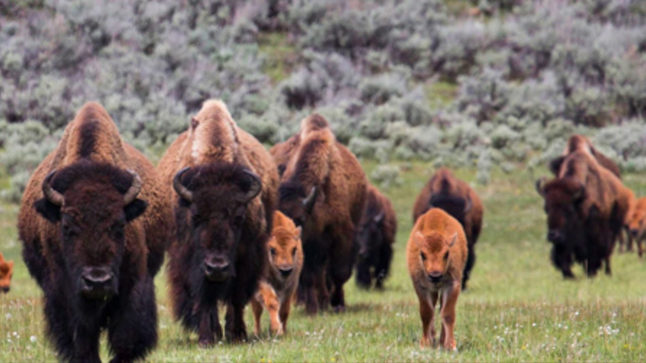 virtual field trips yellowstone