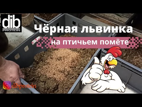 Видео: Солдатские мухи в компосте - Что делать с личинкой солдатских мух в компостере