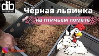 Выращивание львинки на курином помёте