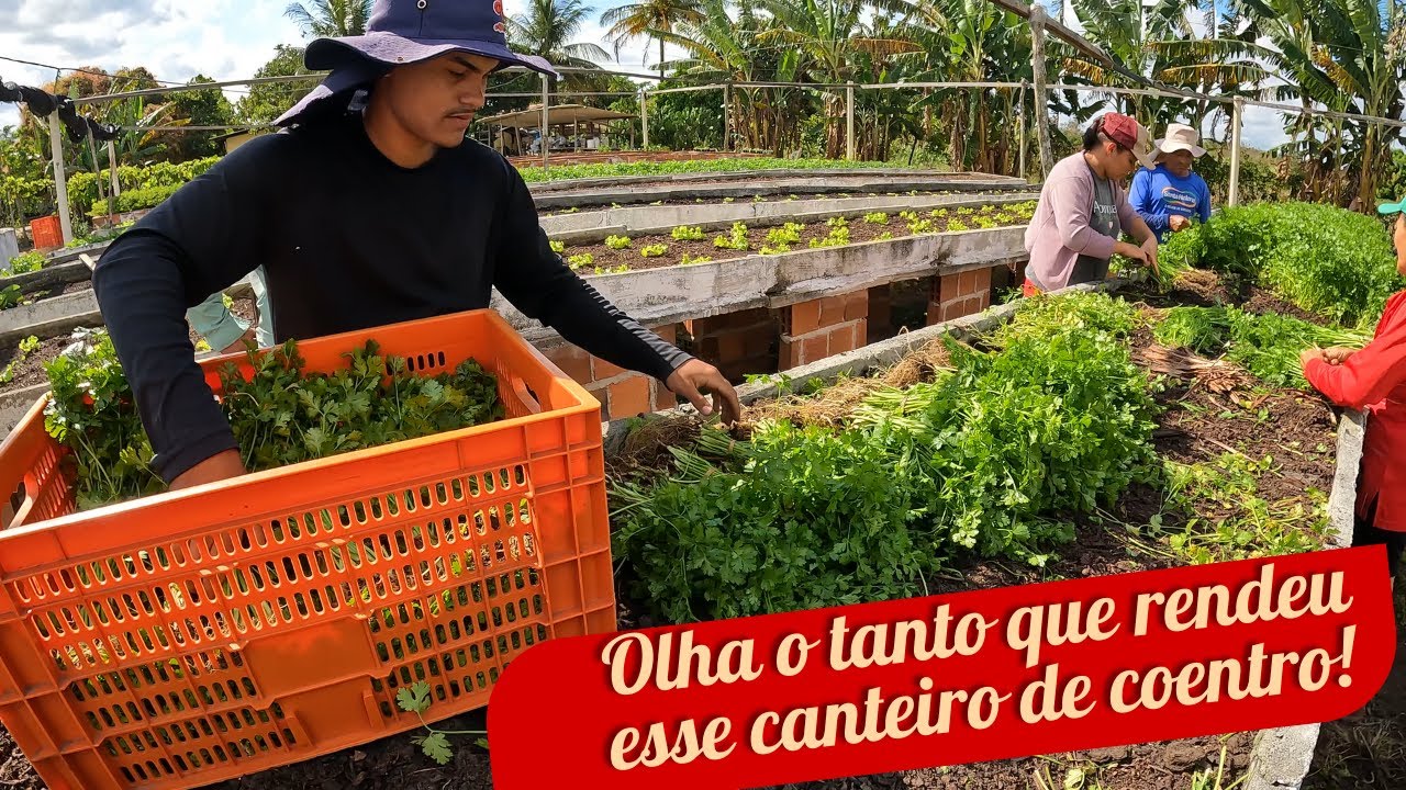 Você não vai acreditar no tanto que rendeu esse canteiro!