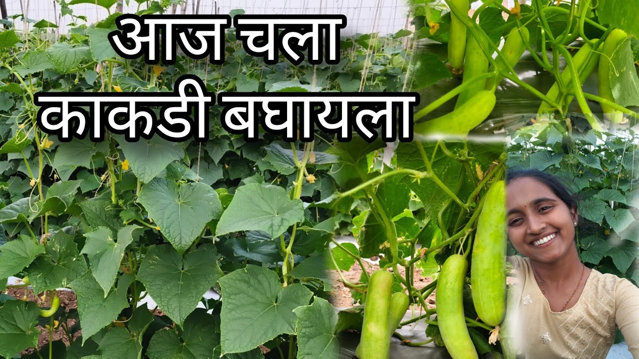 आमची काकडी ची शेती🌱🌱