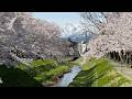上越市高田 サクラの名所「青田川」