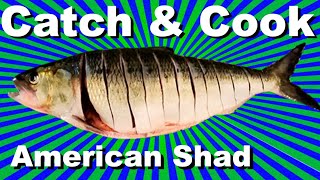 How to Catch and Cook American Shad.  Columbia River Shad Fishing at  Bonneville Dam.