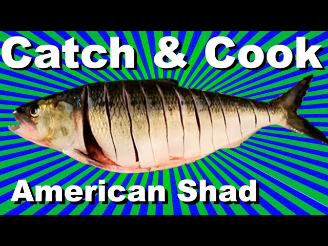 How to Catch and Cook American Shad. Columbia River Shad Fishing at  Bonneville Dam. 