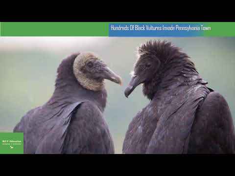 Hundreds Of Black Vultures Invade Pennsylvania Town, Spew Vomit That Smells Like ‘Rotting Corpses’