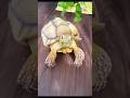 #tortoise #turtle #cutetortoise #pettortoise #tortoiselife #tortoiseeating #tortoiselove