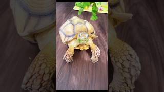 #tortoise #turtle #cutetortoise #pettortoise #tortoiselife #tortoiseeating #tortoiselove