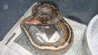 Borneo Pythons