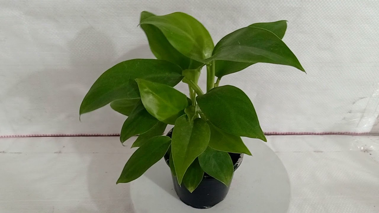 looks like spider plant Chlorophytum Hawaiian Spider Plant ( Green Variegated )  In Succulent Love