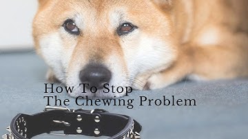 How to stop my dog from chewing things - simple solutions