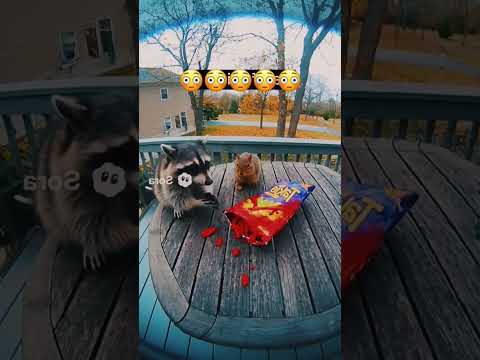 سنجاب يأكل فلفل حار شطة سنجاب فلفلة حار حارق ذكاء اصطناعي لايك اشتراك