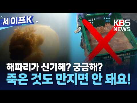 여름 바다,  독성이 강한 해파리에 쏘였다면?