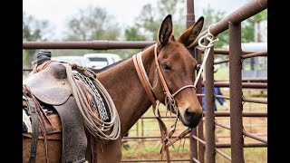 Jake Clark Mule Days 2023 Lot #17 'Liza Jane'