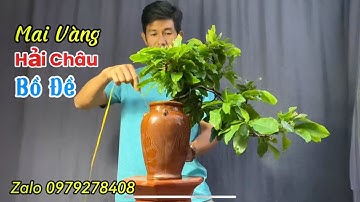 Mai Vàng Chơi Tết, Lộc Vừng, Hải Châu, Linh Sam, Đắc Biệt Mã Bồ Đề Cốt Quái Đáng Sưu Tầm