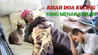 Kisah Tentang Doa Seekor Kucing