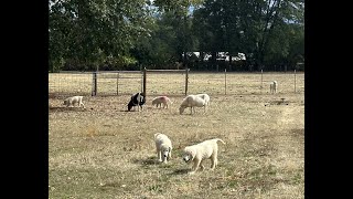 Training Livestock Guardian Dogs - The Black Alder Pups - Days 1 & 2 with Sheep by Benson Ranch Livestock Guardian Dog Training 221 views 6 months ago 10 minutes, 5 seconds