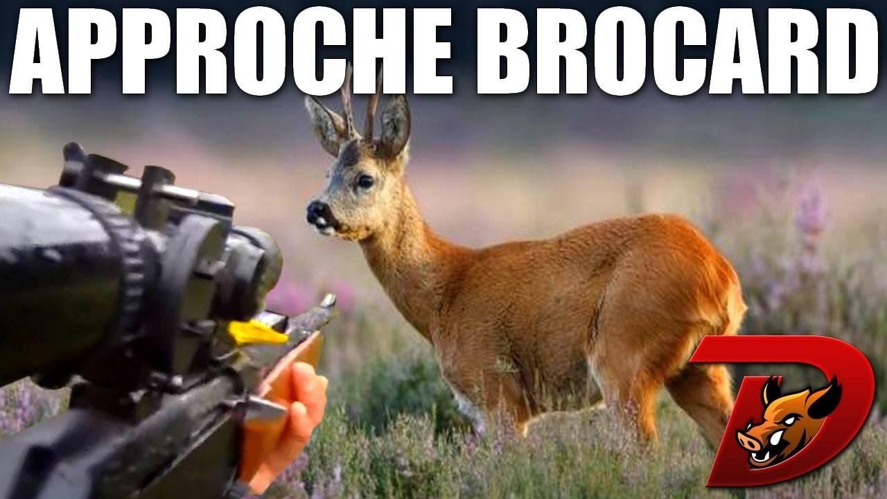 Chasse brocard à l'approche avec Esprit Sauvage - Partie 1