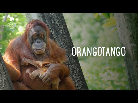 Orangotango ameaçado de extinção é visto fumando em zoológico no