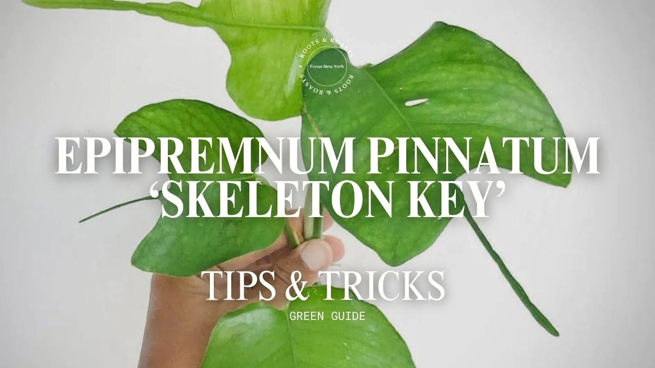 Epipremnum pinnatum Skeleton Key | Rare Aroid Leaf Morphing + Expert Care  Tips