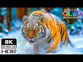 The Coolest 8K Dolby Vision HDR Video | 8K 60fps Relaxing Music for Stress Relief