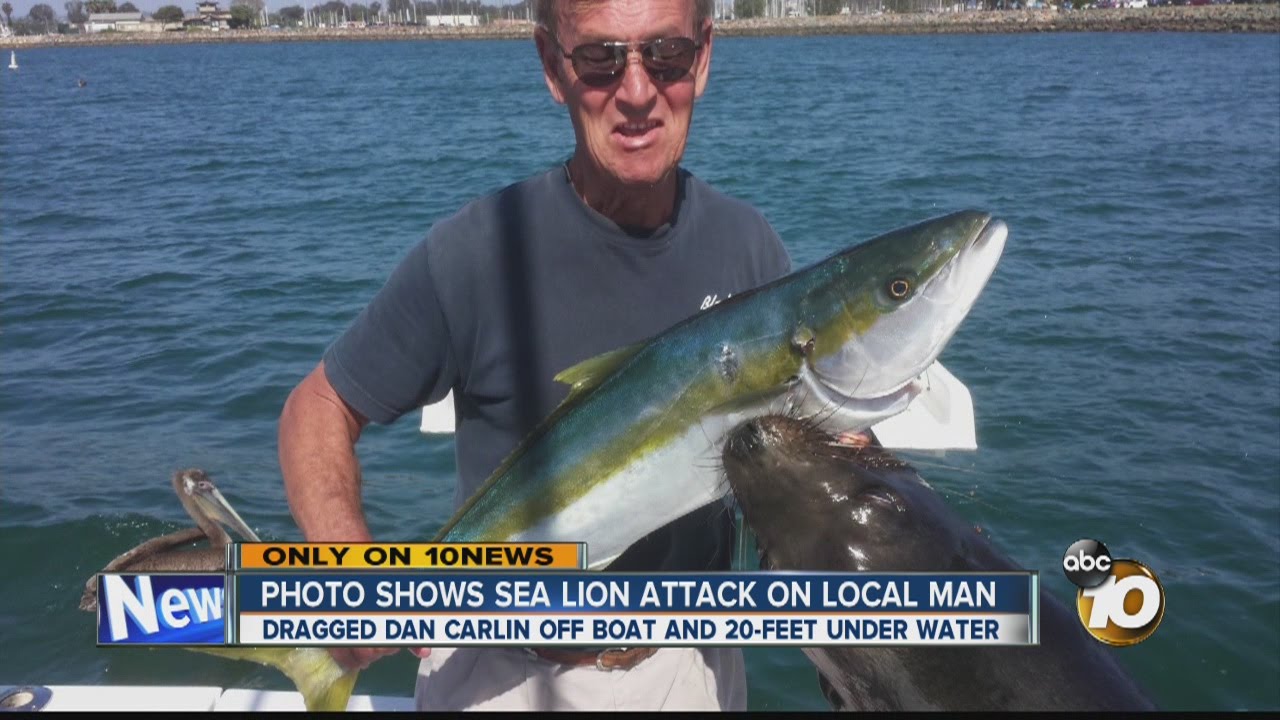 Photo shows sea lion attack on San Diego man - YouTube